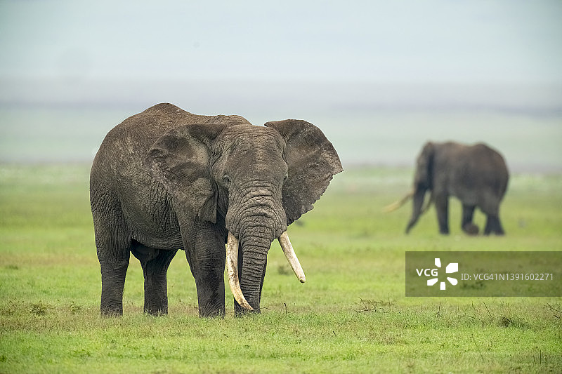 非洲雄性大象图片素材