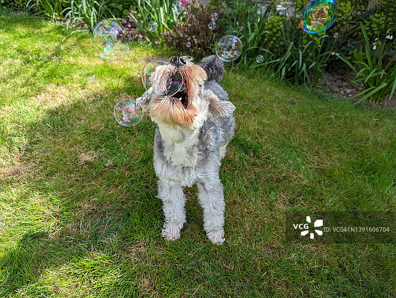 玩泡泡的狗狗图片素材