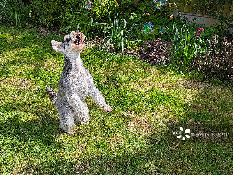 玩泡泡的狗狗图片素材