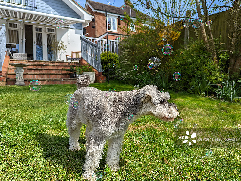 玩泡泡的狗狗图片素材