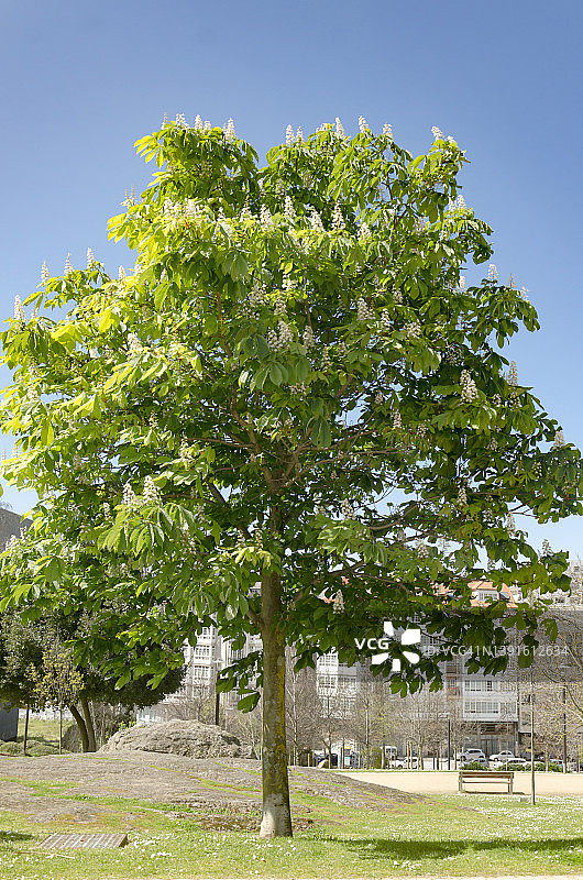 春天的七叶树图片素材