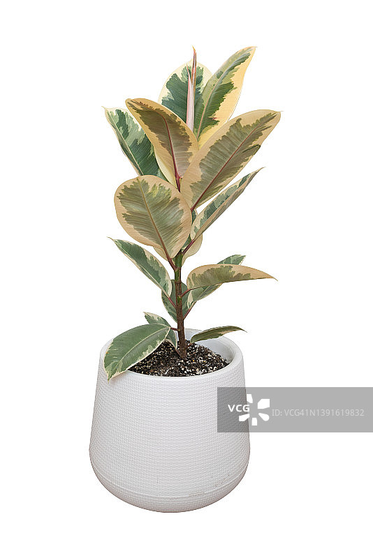 印度榕，橡胶树，橡皮树，白色背景图片素材