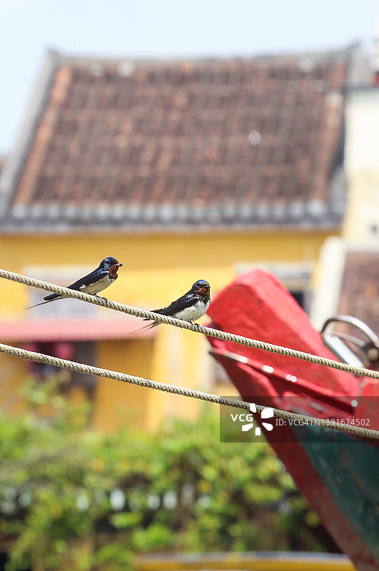 燕子栖息在系泊绳上，背景是古镇图片素材