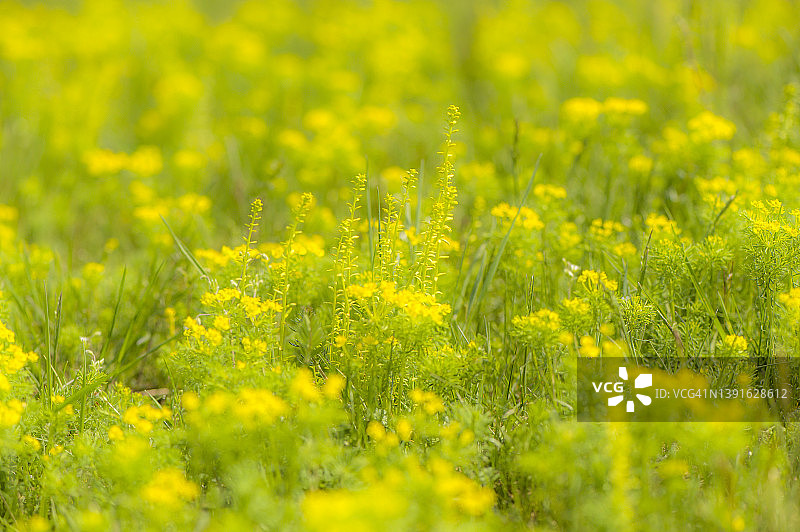 Helichrysum litoreum 花图片素材