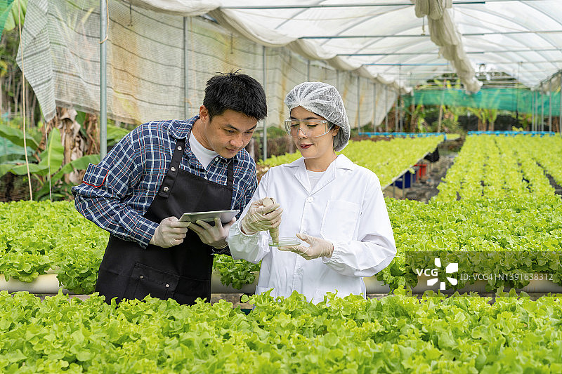 亚洲女性科学家使用平板电脑检查和讨论蔬菜有机沙拉的质量，工人准备收获有机植物，农业产业。图片素材