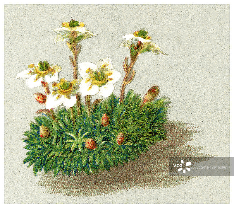 植物学的老式彩色石印插图：高山植物 - 早开白花的虎耳草图片素材