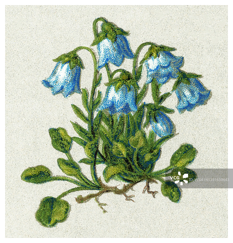 老式彩色石印植物插图：风铃草(Campanula caespitosa)图片素材