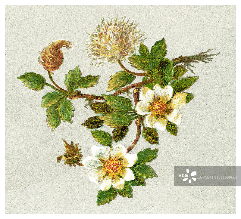 高山植物老式雕刻插图：山白珠图片素材
