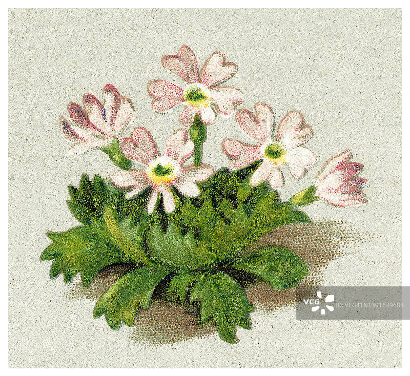 植物学旧式彩色石印插图 - 迷你报春花图片素材