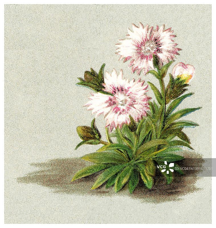 植物学旧彩色石印插图：高山植物 - 高山粉红图片素材