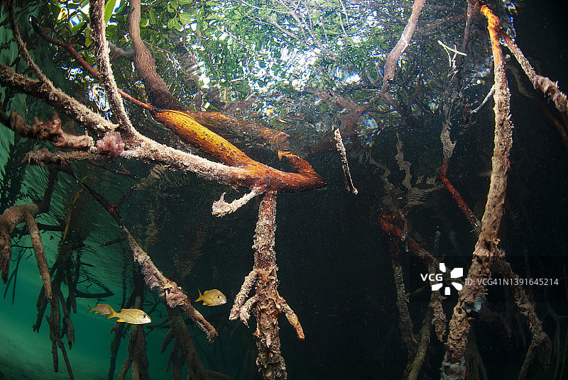 蓝带石鲈在红树林根部游动图片素材