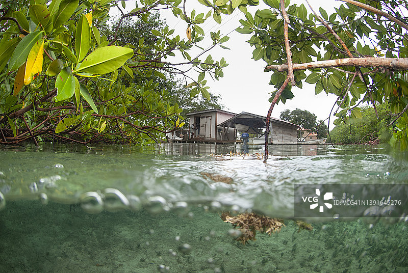 红树林水上水下摄影图片素材