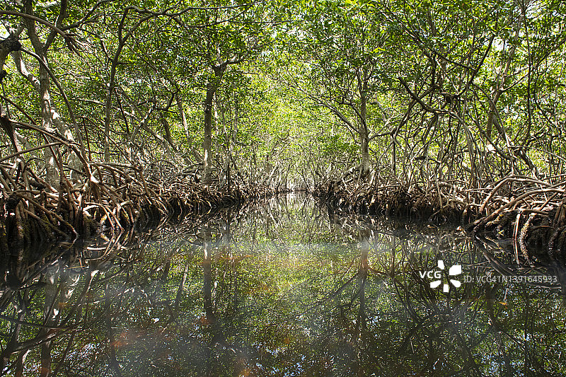 红树林水道图片素材