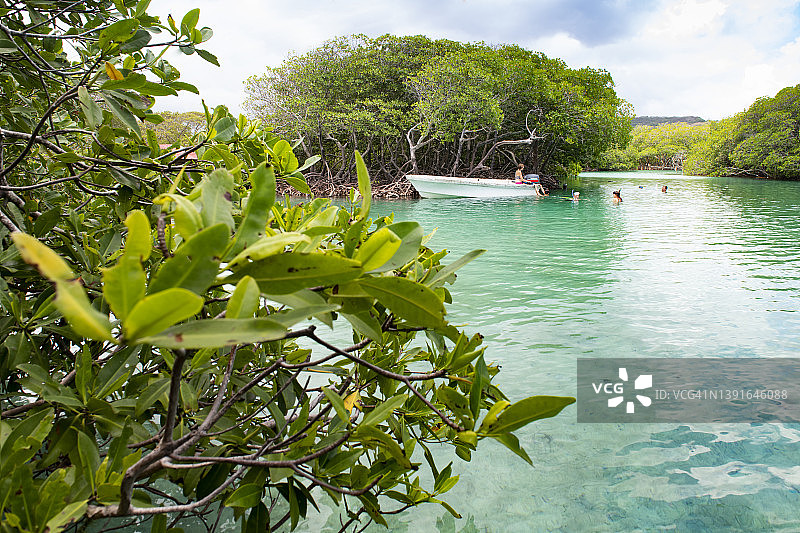 清澈水中的红树林图片素材