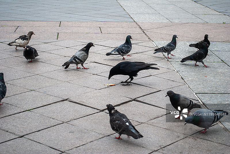 城市人行道上吃面包屑的鸽子和乌鸦图片素材
