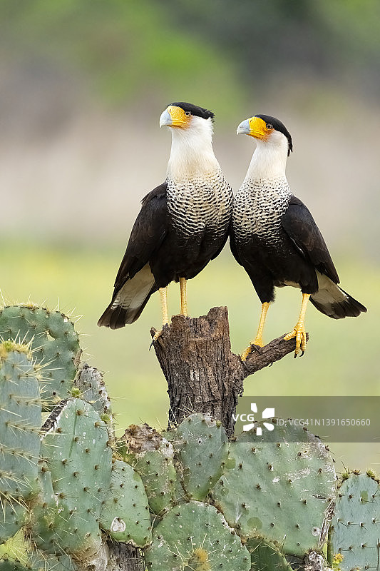 两只凤头卡拉鹰共享栖息处图片素材