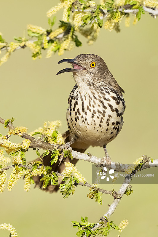 栖息在树上的长嘴嘲鸫图片素材
