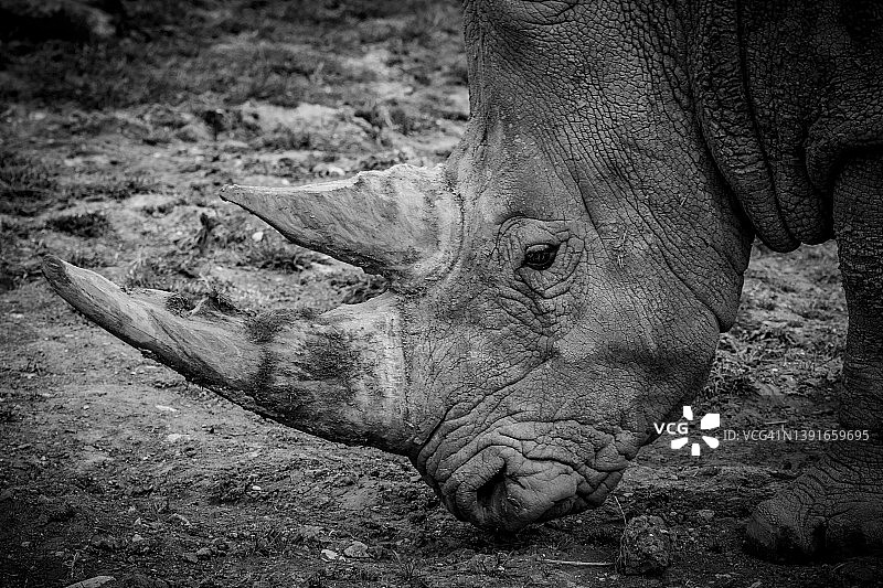 南方白犀牛图片素材