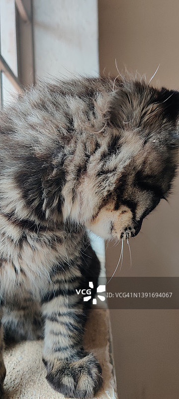 城市宠物中心的猫图片素材