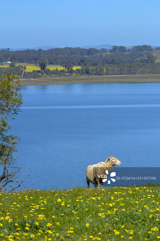 牧场里的美利奴羊图片素材