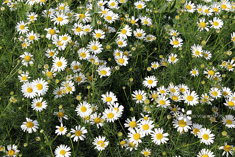 美丽的风景：更多的甘菊田图片素材