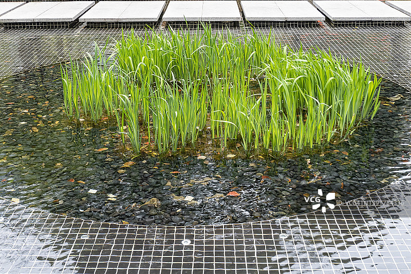 水池中的水生观赏植物图片素材