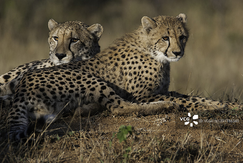 猎豹母子卧在土丘上图片素材