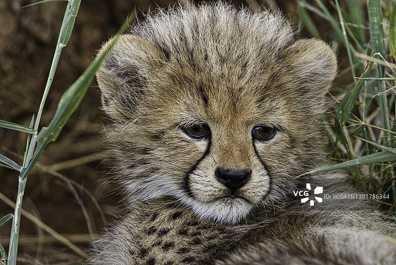 可爱的猎豹幼崽面部特写图片素材