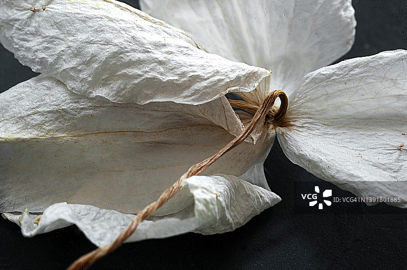 黑色背景上的枯萎兰花静物图片素材