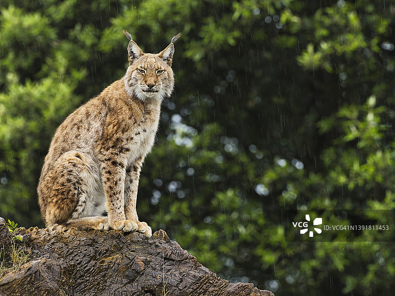 雌性欧亚猞猁全身照：坐在岩石上，雨中看向镜头图片素材