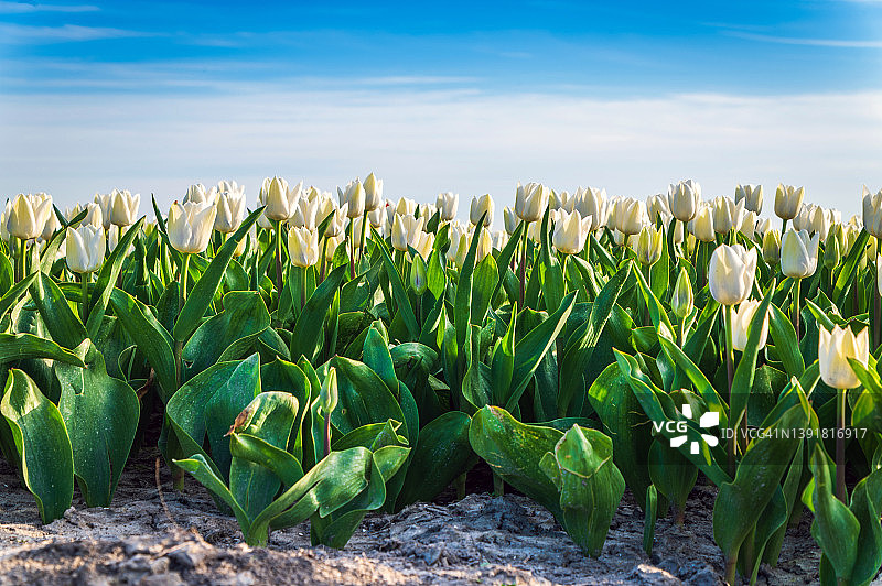 仰视角度拍摄的白色郁金香花田图片素材