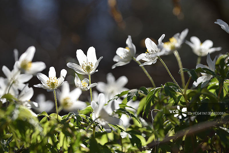 白头翁图片素材