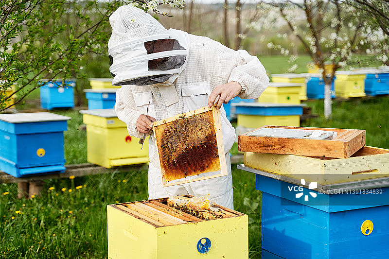 养蜂人从蜂箱中取出架子图片素材