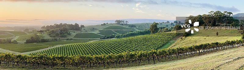 猎人谷葡萄园全景图片素材