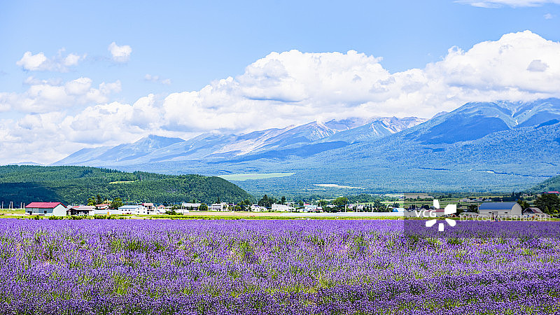 夏季薰衣草田风光：日本北海道中富良野薰衣草东农场图片素材