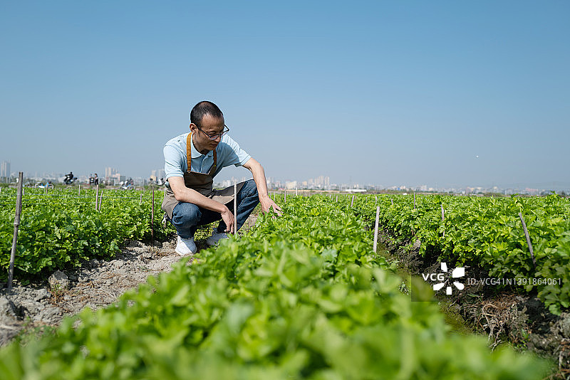 农民观察农作物生长情况图片素材
