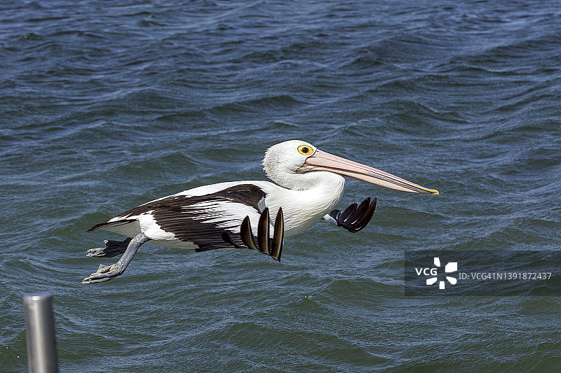 飞跃海洋的澳洲鹈鹕图片素材