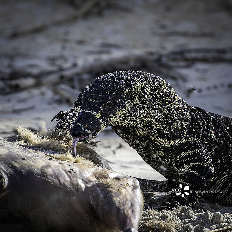树栖花边巨蜥以袋鼠尸体为食图片素材