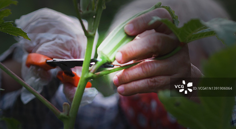 亚洲女性用剪刀采摘秋葵图片素材