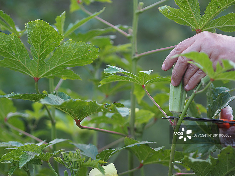 用剪刀剪秋葵，锦葵科绿色蔬菜在花园中绽放，自然背景虚化，选择性聚焦图片素材