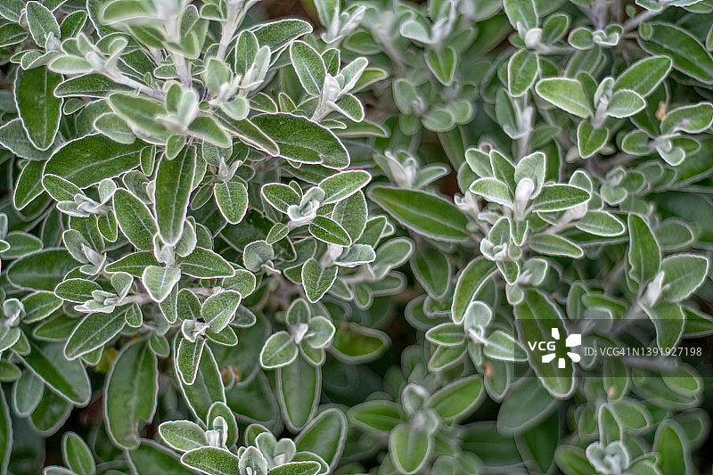 Senecio Brachyglottis Greyi "Sunshine"的树叶图片素材