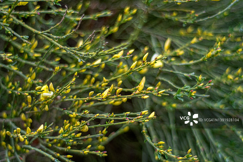 金雀花花蕾图片素材