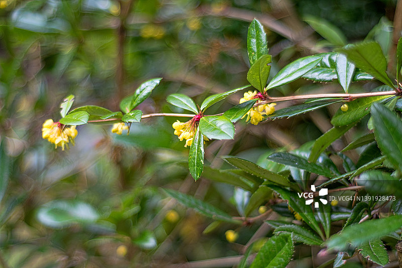 蓝刺柏植物图片素材