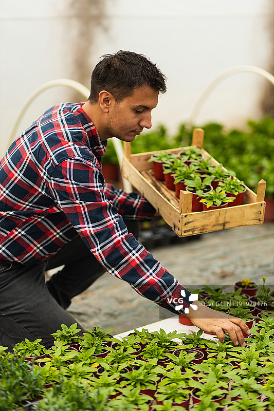 年轻女花艺师手捧木制托盘，装满绿色盆栽图片素材