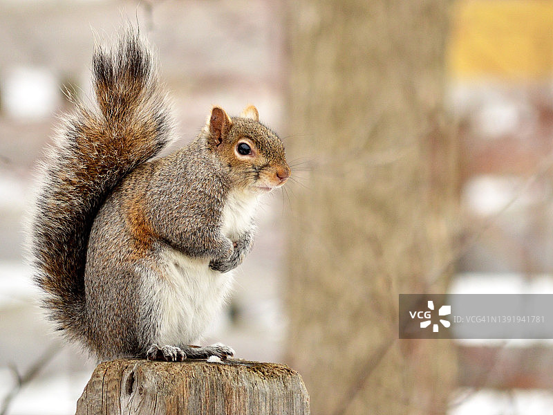 冬季的松鼠图片素材