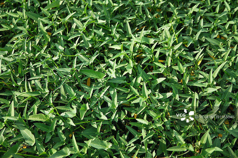 田野上生长的越南空心菜树图片素材
