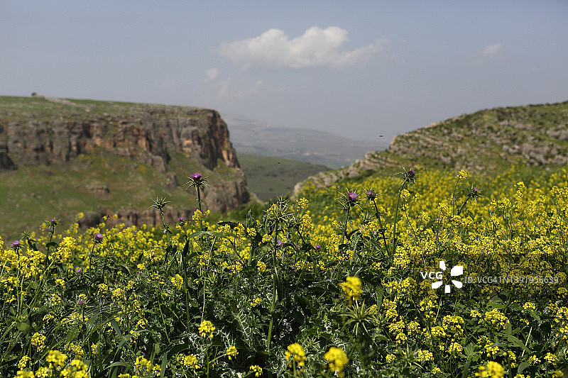 多刺的开花植物叙利亚蓟和野生芥菜图片素材