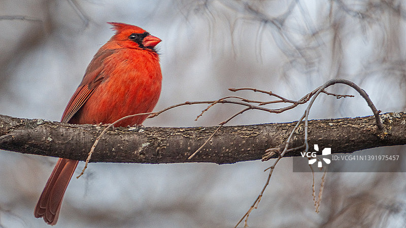 春季雄性红雀鸟图片素材