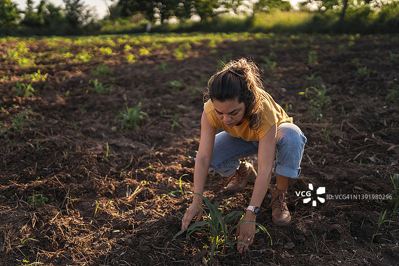 农民在农场种植幼苗图片素材