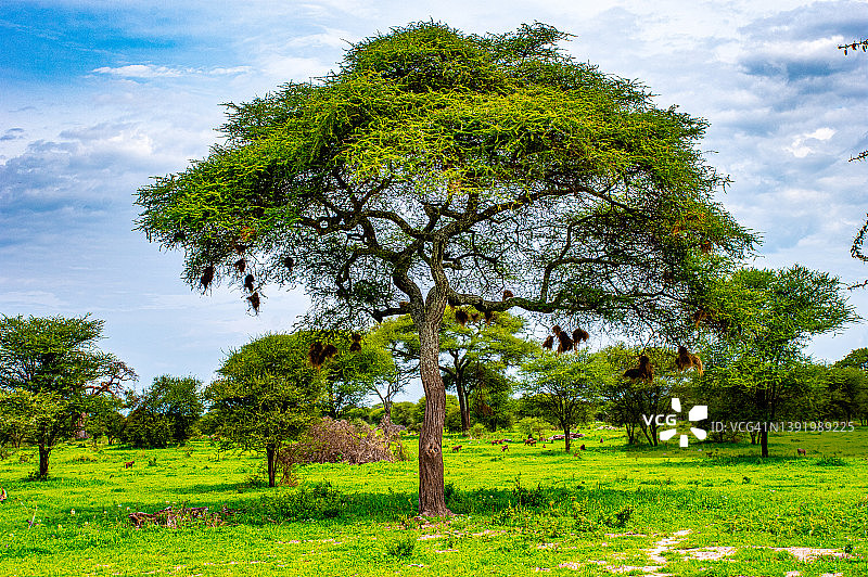 坦桑尼亚塔兰吉雷国家公园的伞树图片素材